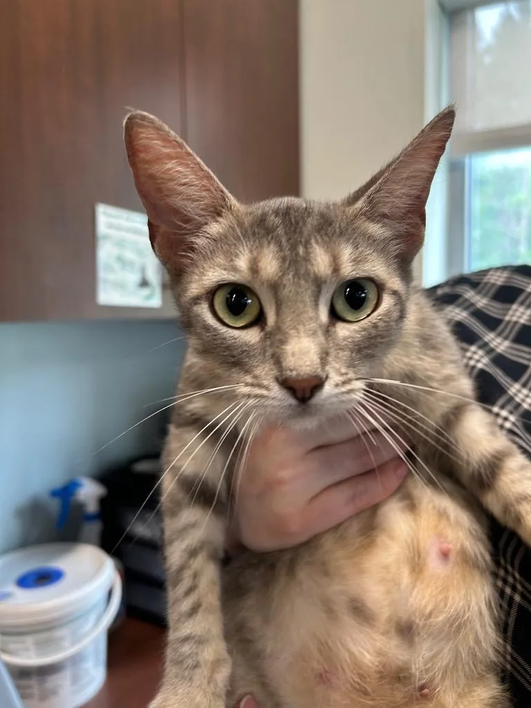 A young medium-sized female Domestic Short Hair cat named Mink for adoption in Gautier, MS