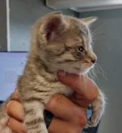 A baby medium-sized female Domestic Short Hair cat named Farren for adoption in West Memphis, AR