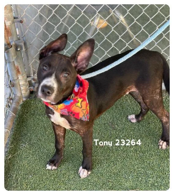 A baby medium-sized male Black Pit Bull Terrier dog named Tony for adoption in Marietta, GA