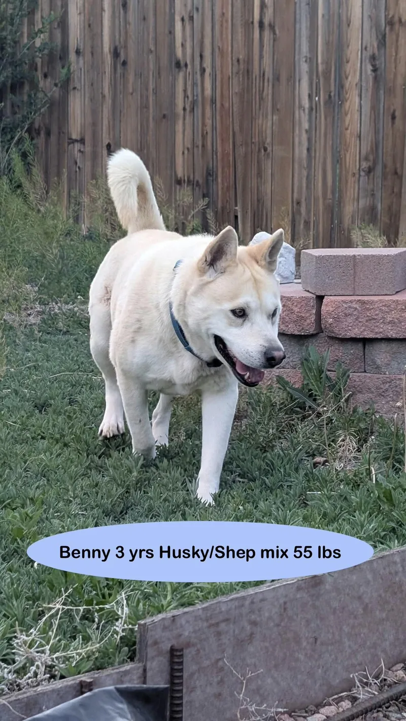 Benny thumbnail 4