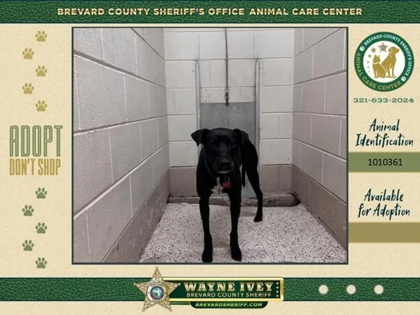 A senior medium-sized male Mixed Breed dog named Lincoln for adoption in Melbourne, FL