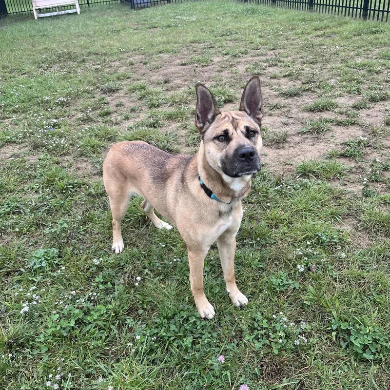 An adult large-sized female Shepherd dog named Sasha for adoption in West Jefferson, OH