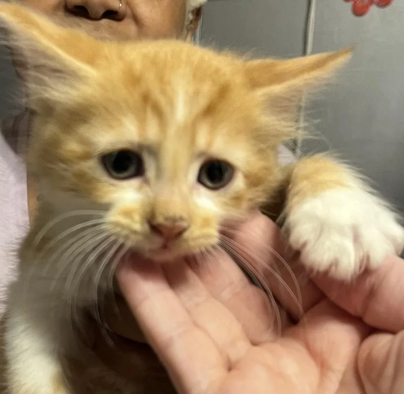 A baby small-sized male Domestic Medium Hair cat named Pooh for adoption in Aurora, CO