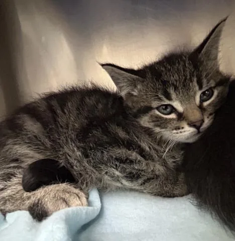 A baby small-sized male Domestic Short Hair cat named Twig for adoption in Clinton Township, MI