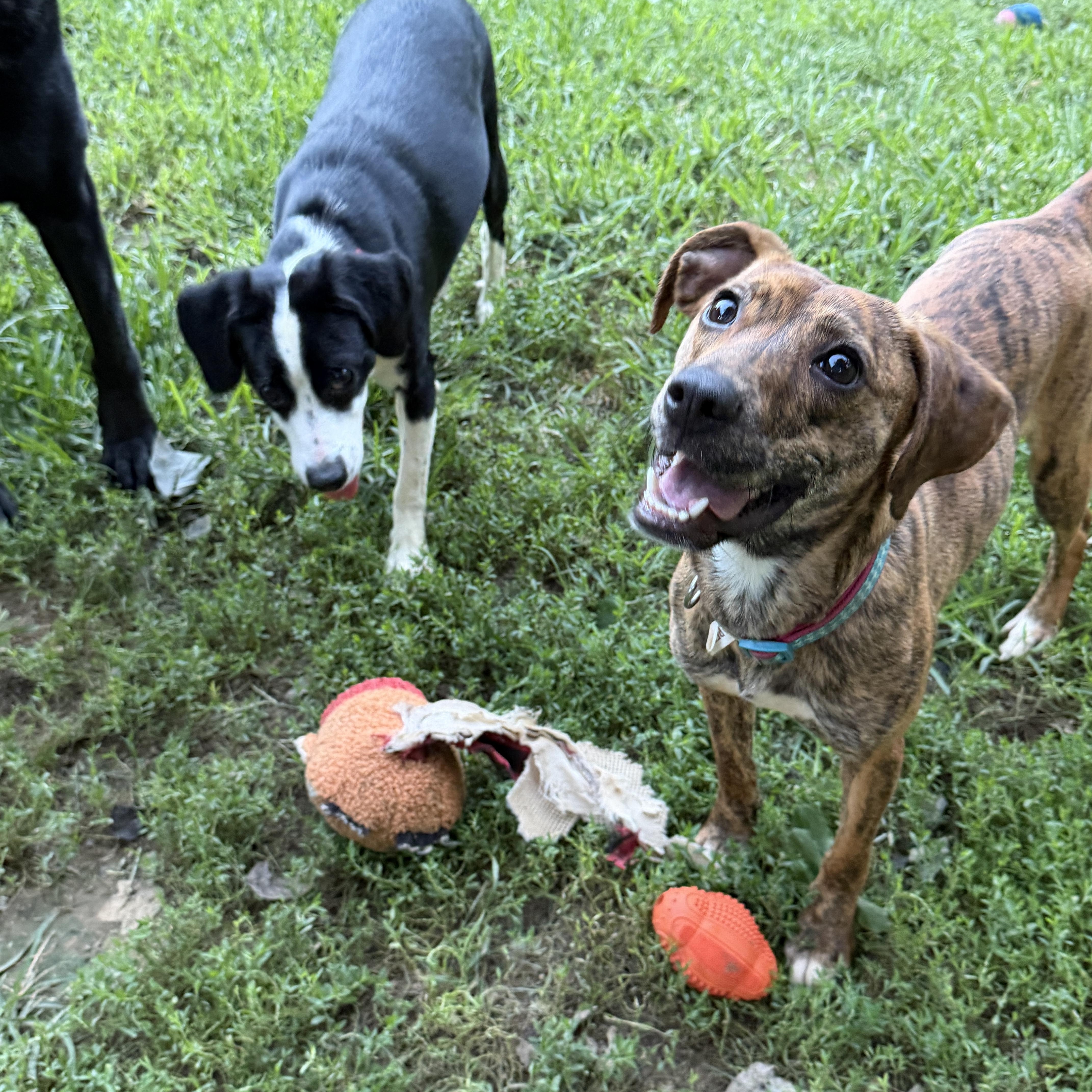A baby small-sized female Brindle Mixed Breed dog named Jemma for adoption in Jeffersonville, IN