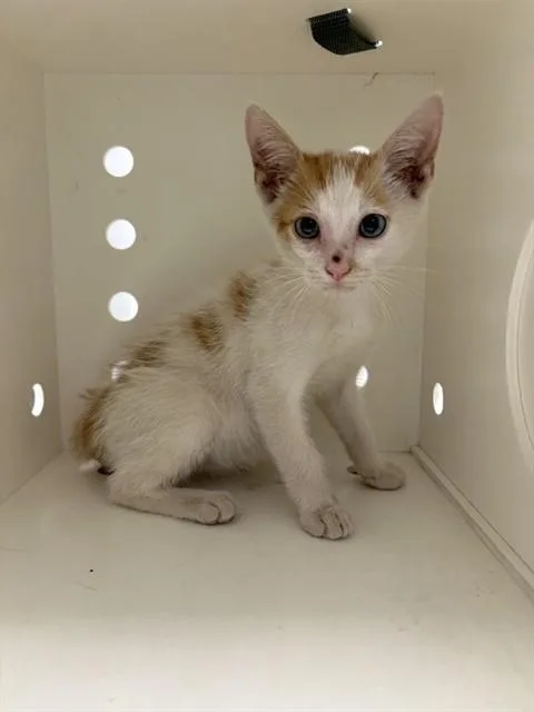 A baby small-sized male Domestic Short Hair cat named Lucky for adoption in Ontario, CA