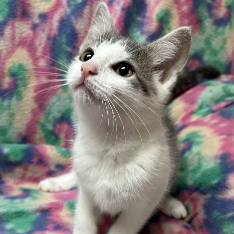 A baby medium-sized female White Domestic Short Hair cat named Silver for adoption in White Oak, PA