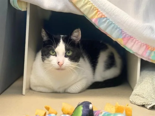 An adult medium-sized female Domestic Short Hair cat named Lillie for adoption in Fort Wayne, IN