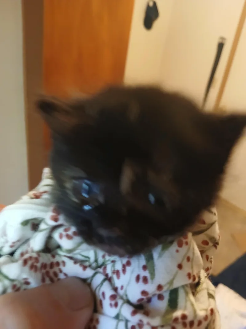 A baby medium-sized female Domestic Medium Hair cat named Faith for adoption in Diamond Springs, CA