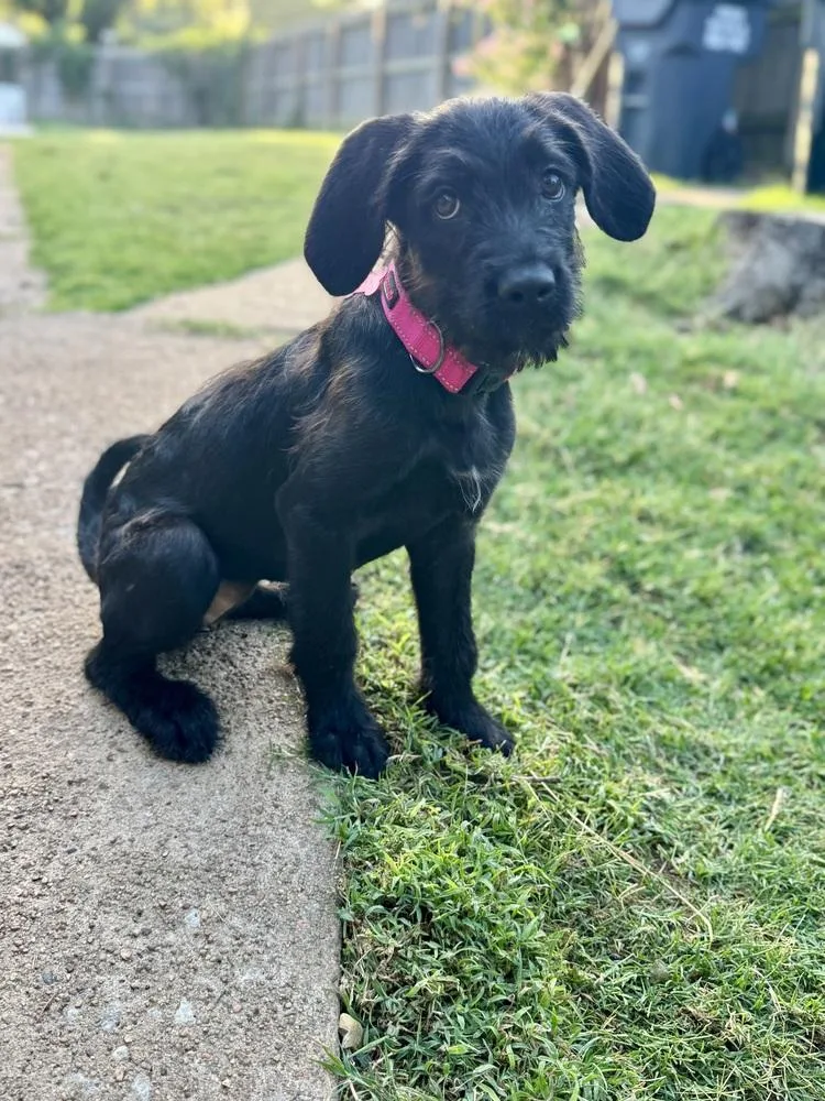 A baby medium-sized female Black Labradoodle dog named Margot for adoption in TULSA, OK