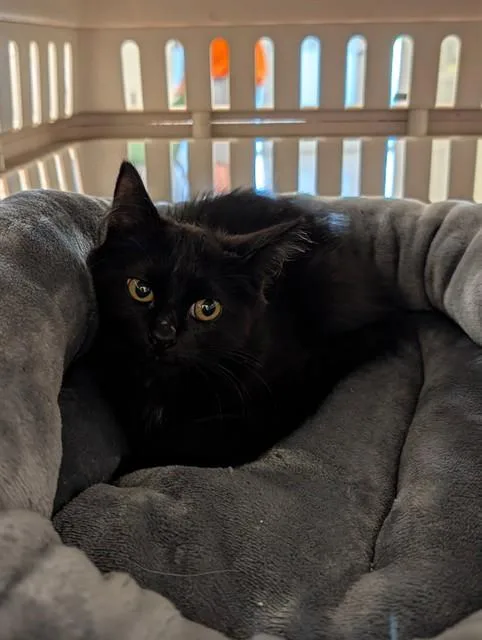A baby small-sized female Domestic Short Hair cat named Estrella for adoption in Brighton, CO