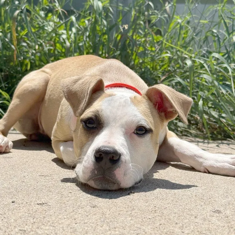 A young small-sized female Yellow / Tan / Blond / Fawn Mixed Breed dog named Sunny for adoption in Owosso, MI