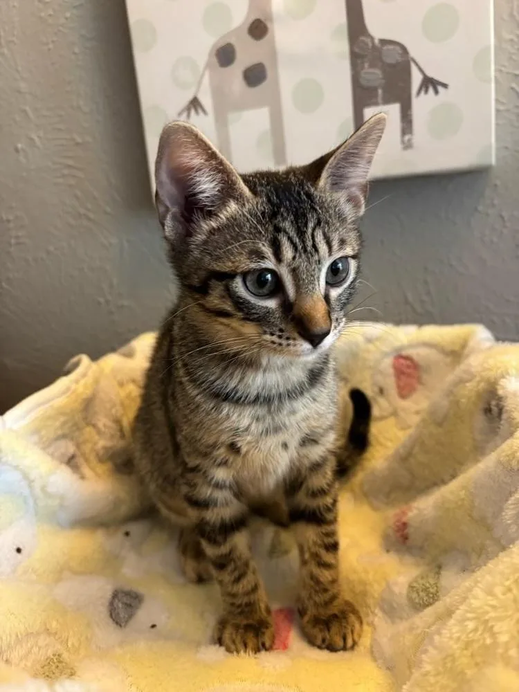 A baby small-sized female Brown / Chocolate Tabby cat named Minnie for adoption in Dallas, TX