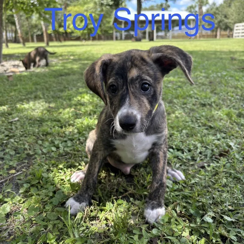 A baby small-sized male Chihuahua dog named TROY Springs for adoption in Wellington, FL