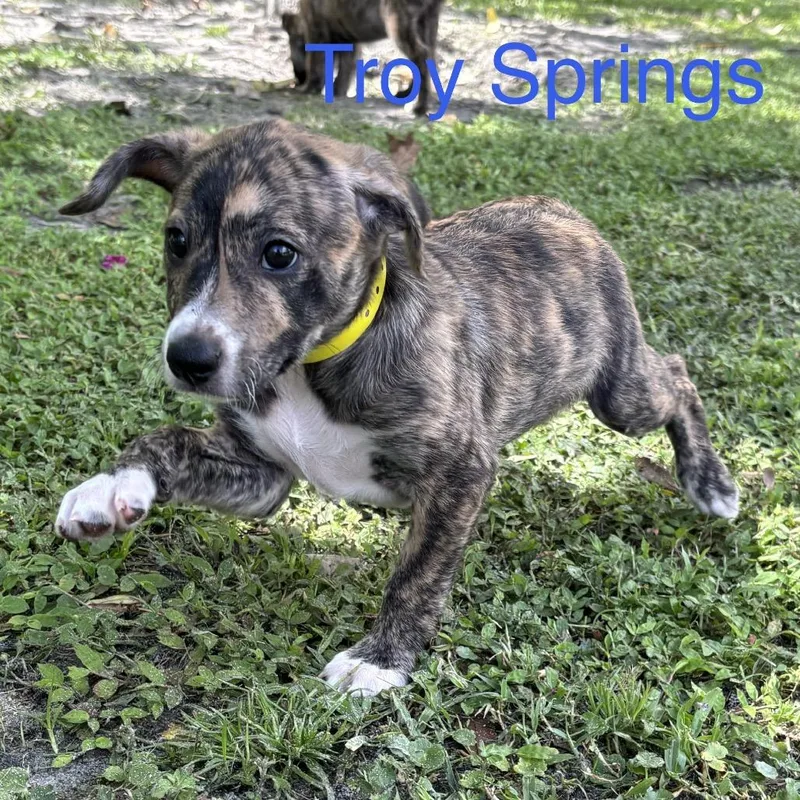 TROY Springs thumbnail 2