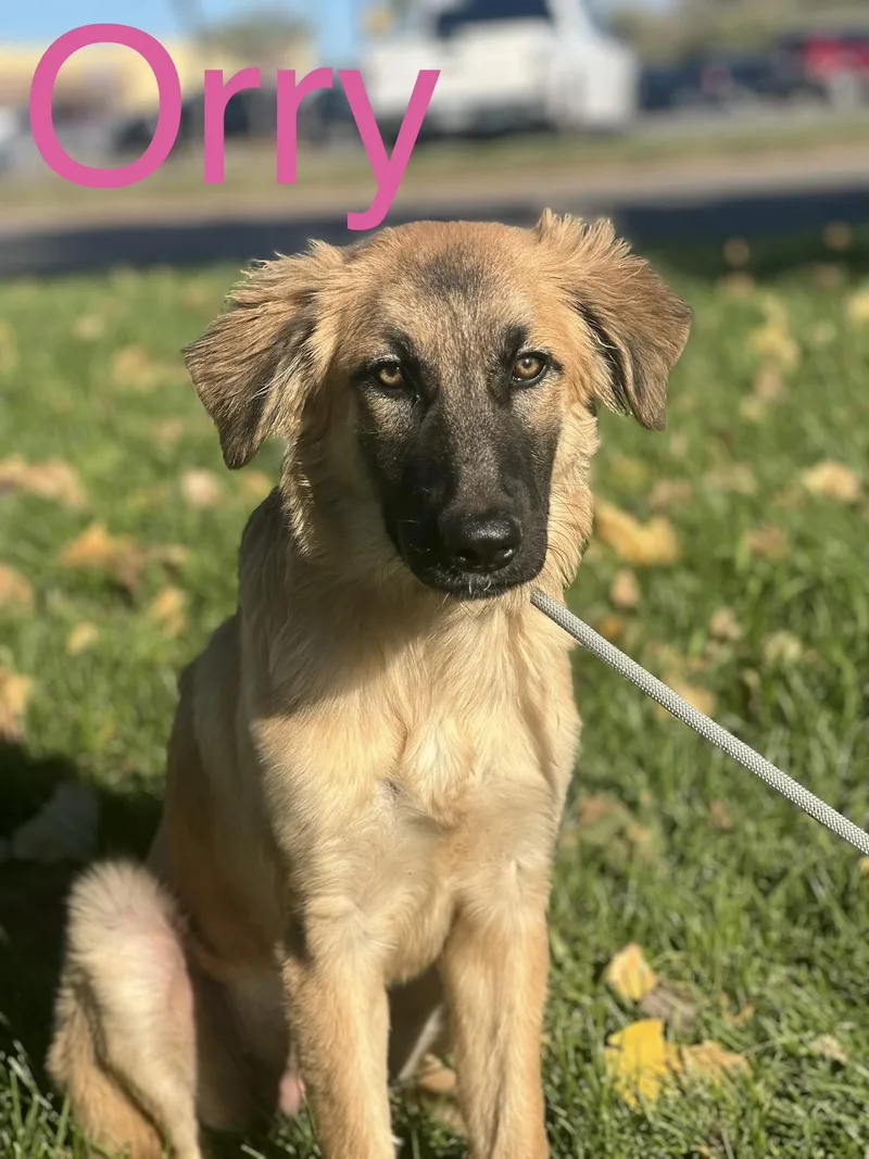 A baby medium-sized female Shepherd dog named Orry for adoption in Zimmerman, MN