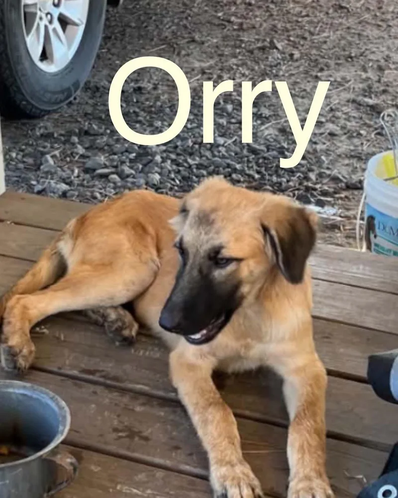 Orry thumbnail 2