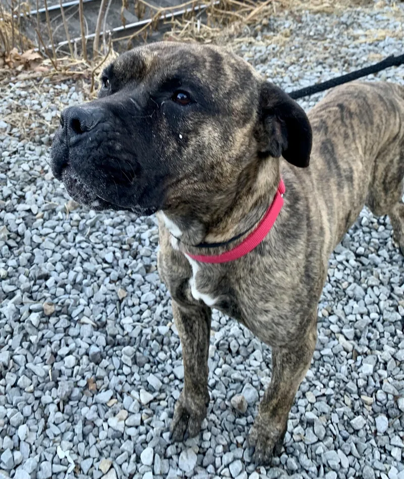An adult medium-sized male Brindle Mixed Breed dog named Dasher for adoption in McKeesport, PA