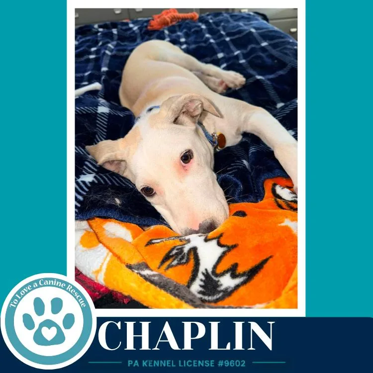 A young medium-sized male Tricolor (Brown, Black, & White) Labrador Retriever dog named Chaplin for adoption in Kimberton, PA