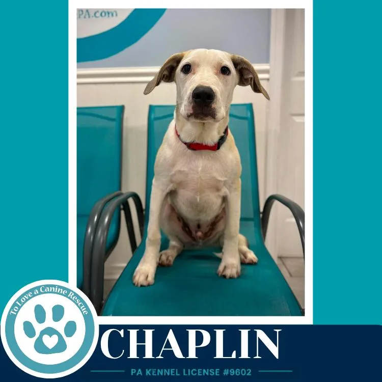 Chaplin thumbnail 2