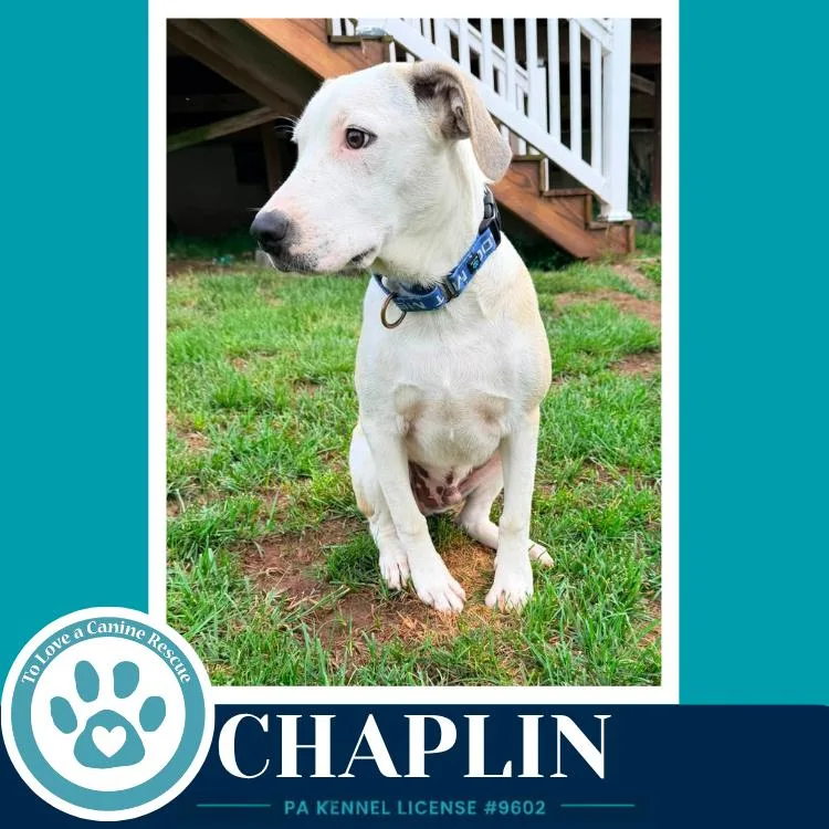 Chaplin thumbnail 3