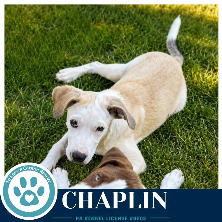 Chaplin thumbnail 4