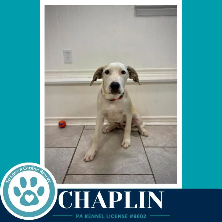 Chaplin thumbnail 5