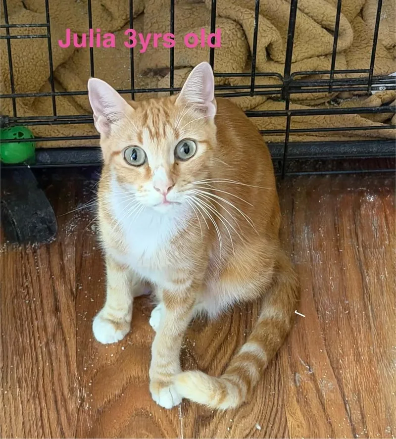 An adult medium-sized female Tabby (Orange / Red) Tabby cat named Julia for adoption in Orlando, FL