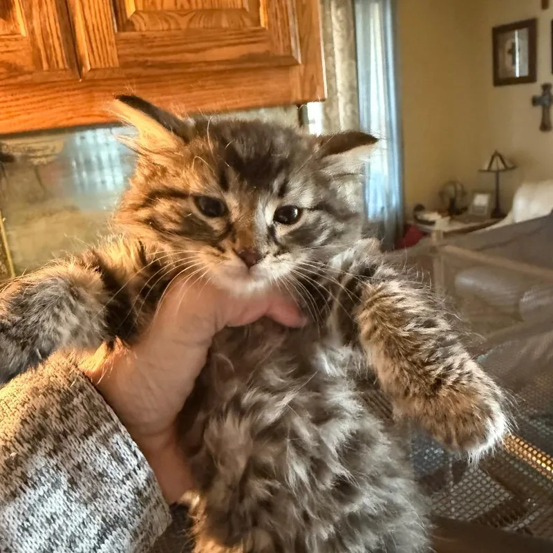 Mrs Butterworth thumbnail 2