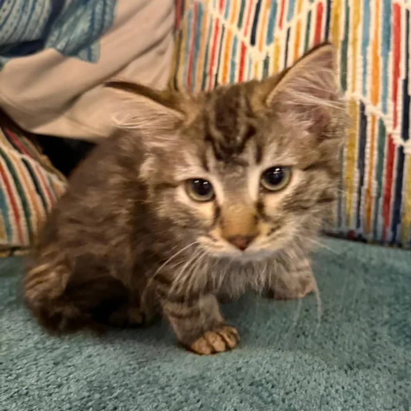 Mrs Butterworth thumbnail 3