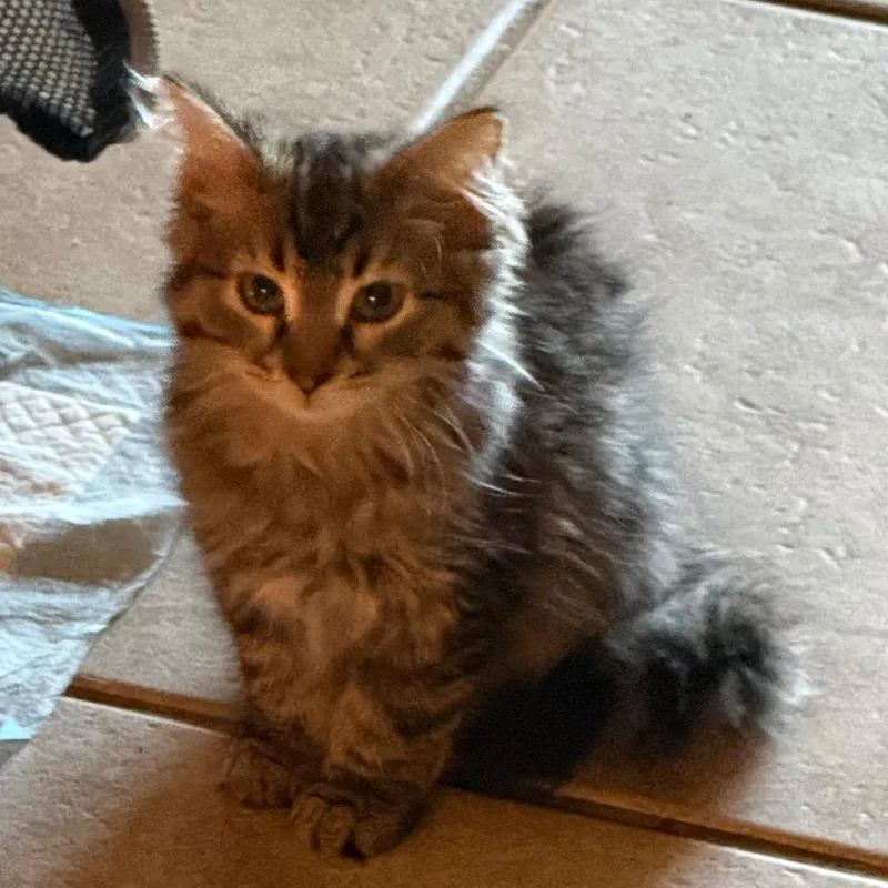 Mrs Butterworth thumbnail 4