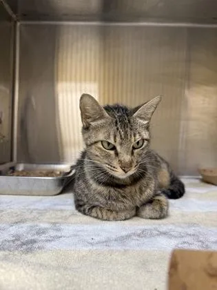 An adult small-sized female Domestic Short Hair cat named Ashoka for adoption in Honolulu, HI