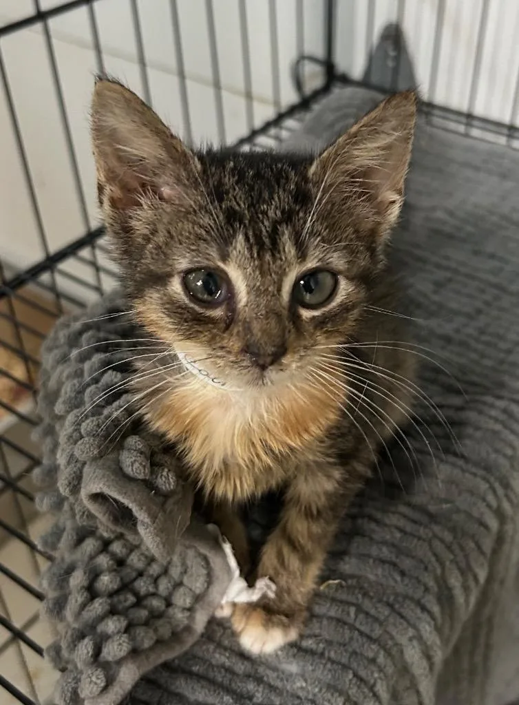 A baby medium-sized female Domestic Short Hair cat named Knot for adoption in Pomona, NY