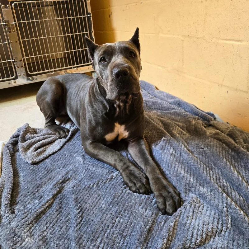 An adult large-sized female Gray / Blue / Silver Cane Corso dog named Kona for adoption in LOXAHATCHEE, FL