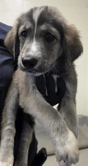 A baby small-sized male Husky dog named Hawk for adoption in Auburn, CA