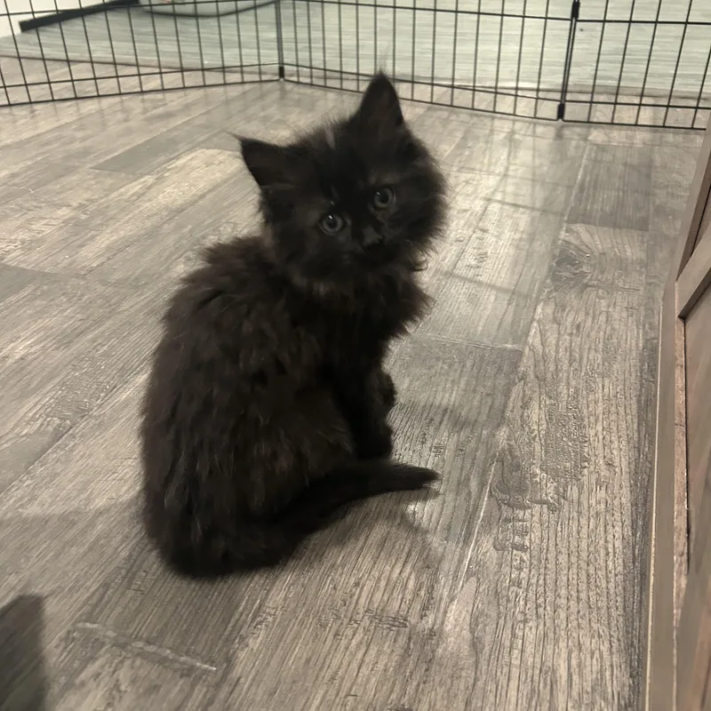 A baby small-sized female Black Domestic Long Hair cat named Jalen And Knicky for adoption in Wanaque, NJ