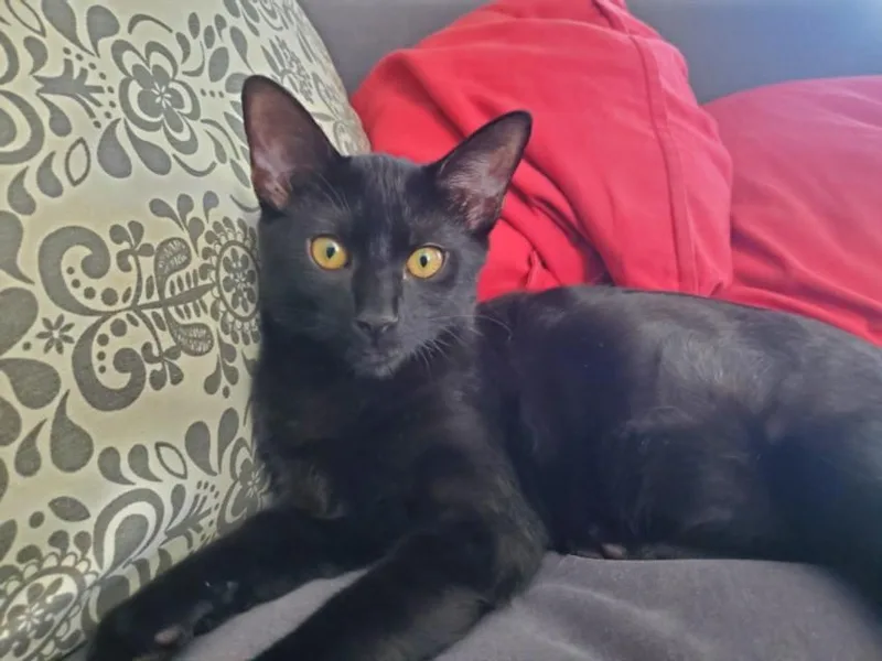 A baby small-sized female Domestic Short Hair cat named Pegasus for adoption in Hagerstown, MD