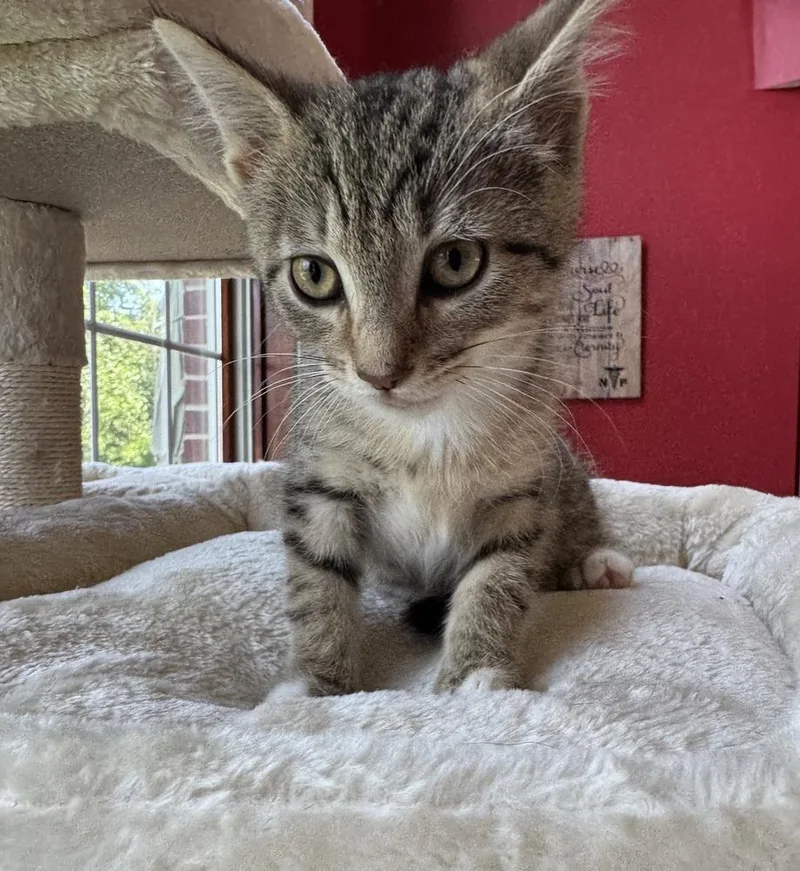 A baby medium-sized female Tabby (Brown / Chocolate) Domestic Short Hair cat named Paprika for adoption in Clinton Township, MI