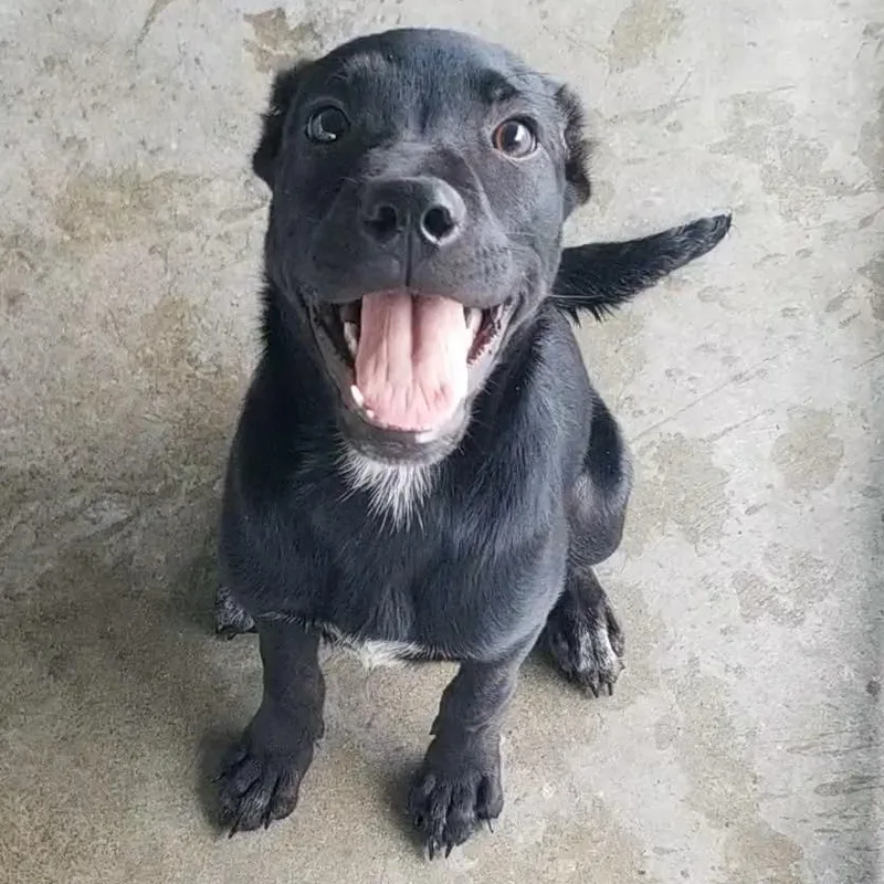 A young small-sized female Black Labrador Retriever dog named Jane for adoption in Aransas Pass, TX