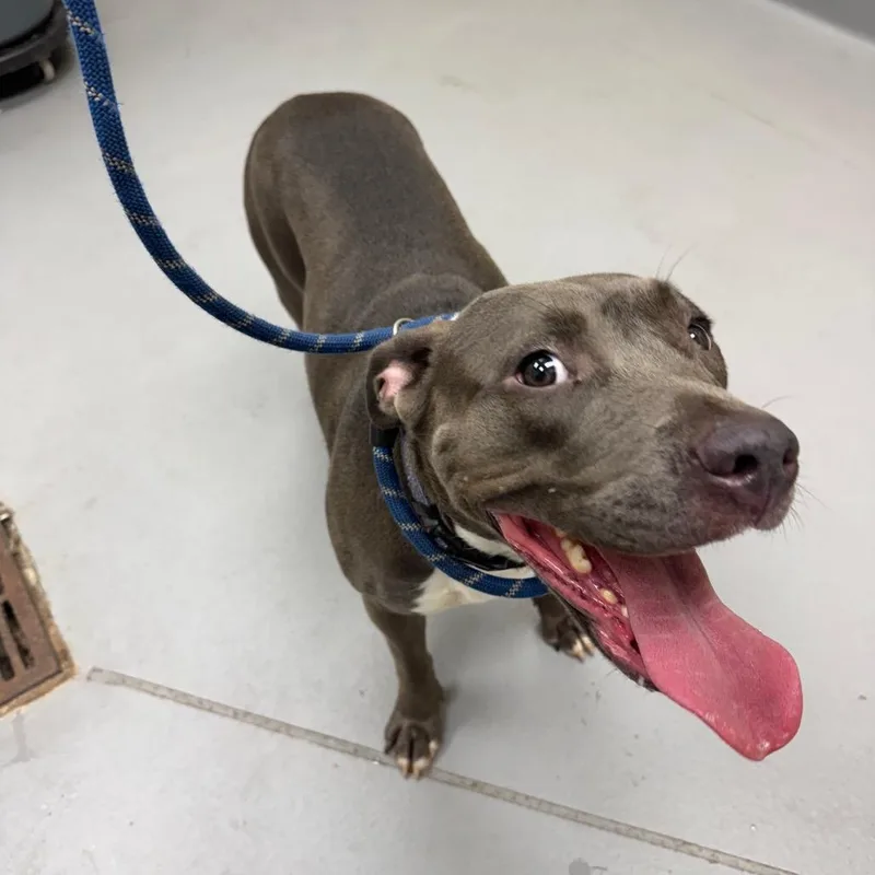 An adult medium-sized female Gray / Blue / Silver Mixed Breed dog named StrayTrafalgarCourt for adoption in Columbus, GA