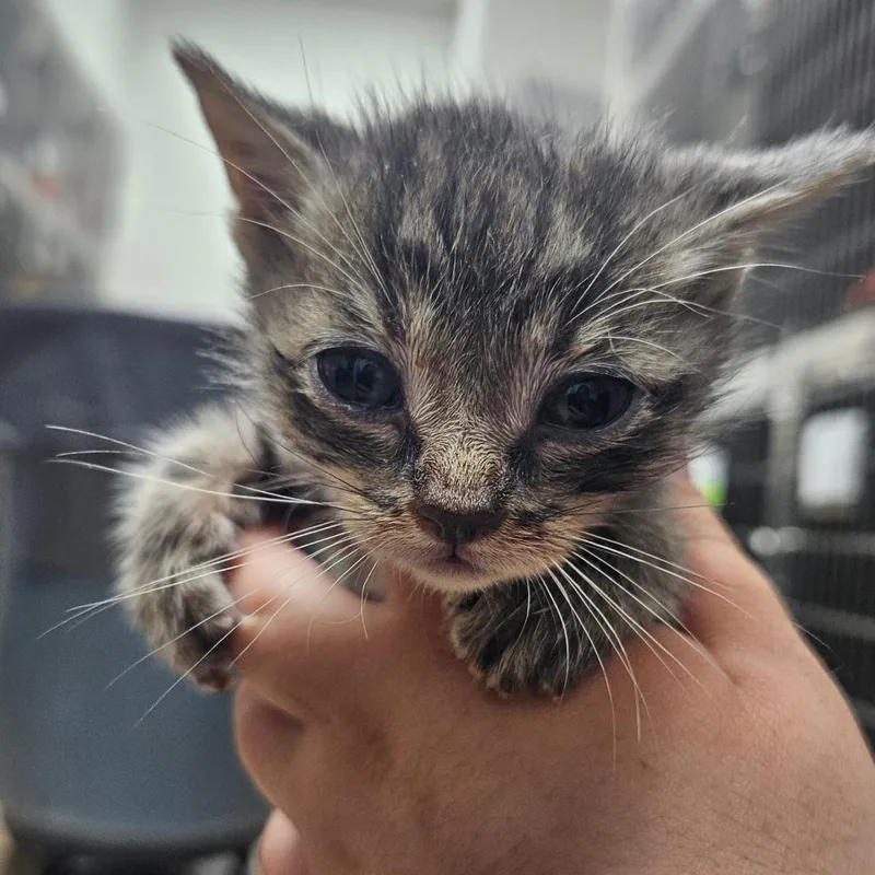 A baby small-sized male Gray / Blue / Silver Domestic Short Hair cat named Kit Kat for adoption in Corpus Christi, TX