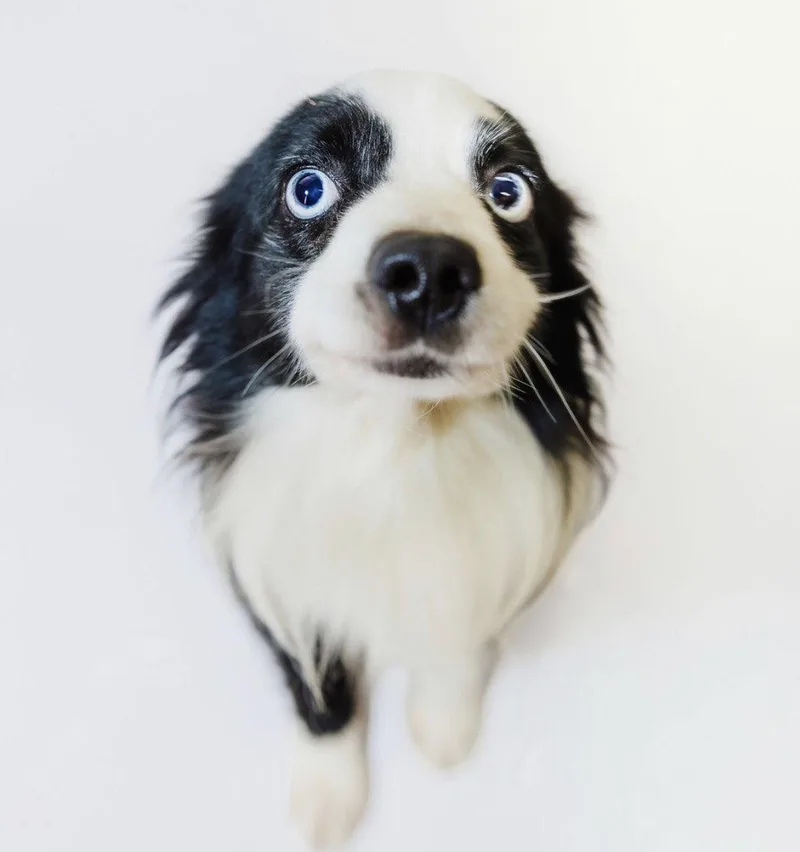 A young small-sized male Australian Shepherd dog named Milo for adoption in York, SC
