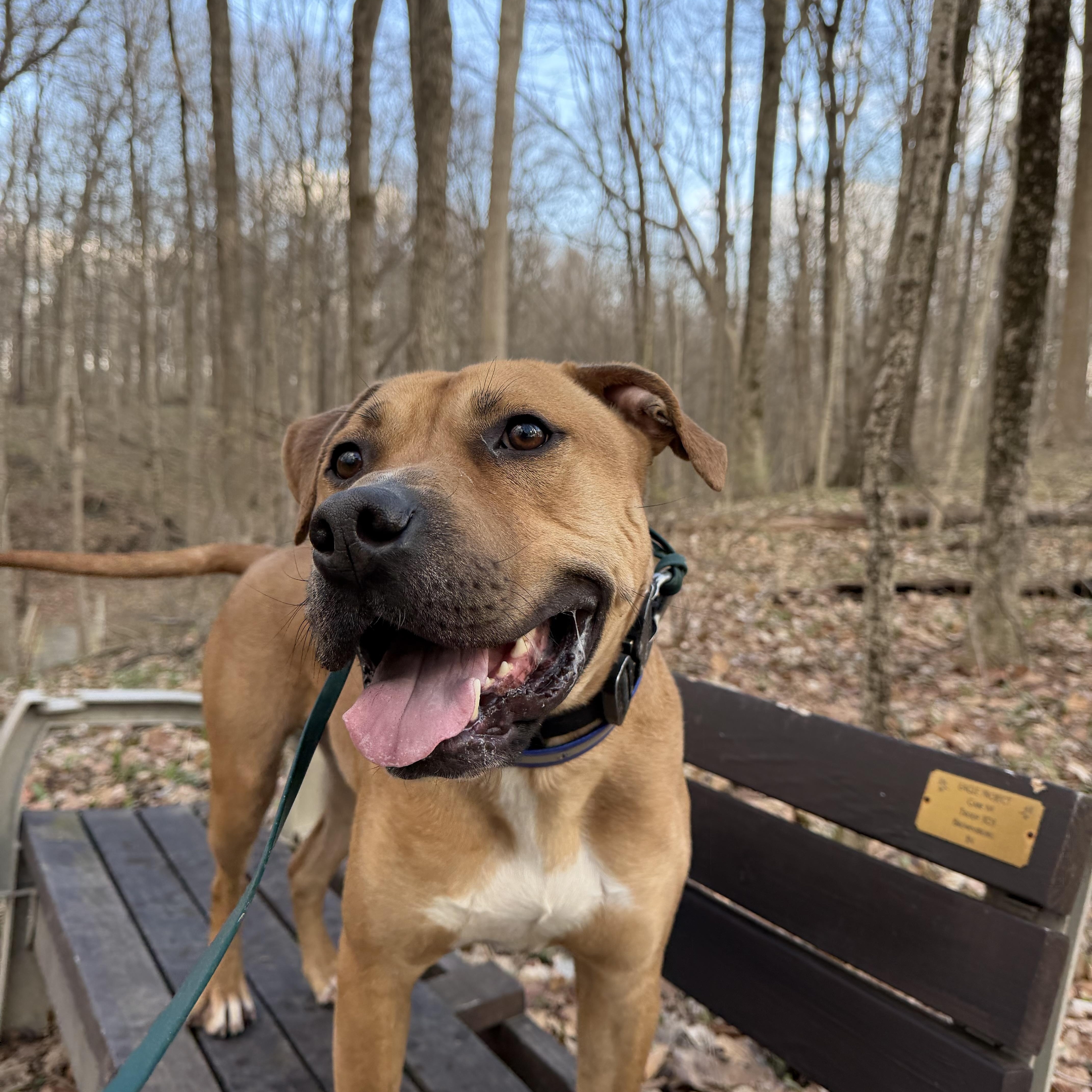 A young medium-sized male Apricot / Beige American Staffordshire Terrier dog named Fritz for adoption in Indianapolis, IN