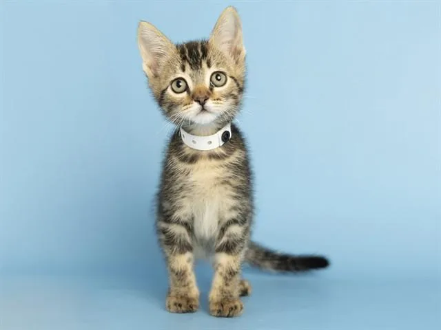 A baby small-sized male Domestic Short Hair cat named Monu for adoption in Phoenix, AZ