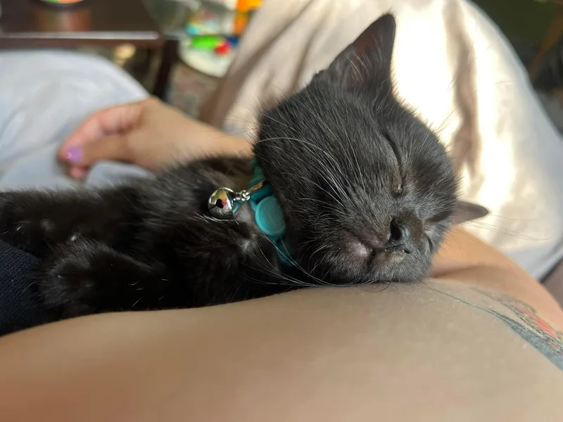 A baby small-sized female Black Domestic Short Hair cat named Eleanor Rigby for adoption in Milwaukee, WI