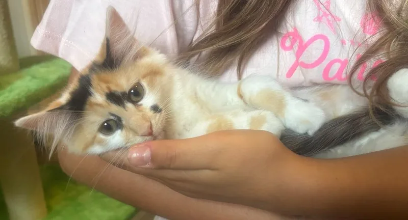 A baby small-sized female Domestic Short Hair cat named Lily  Lotus for adoption in Minneapolis, MN