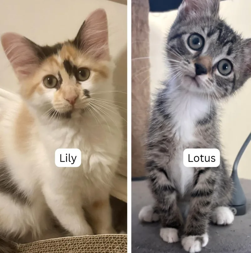 Lily  Lotus thumbnail 4