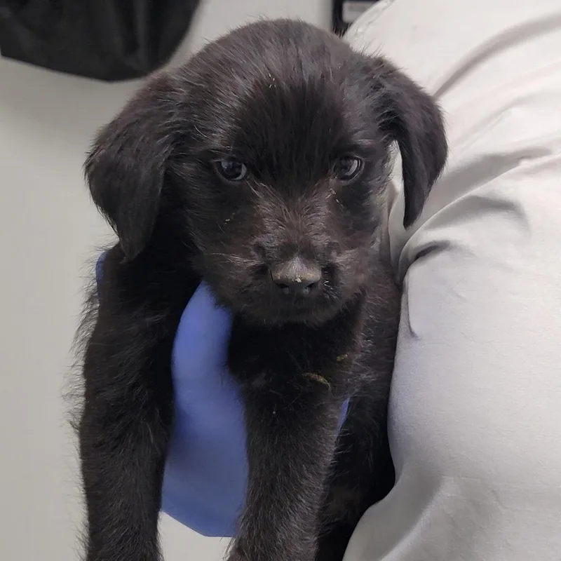 A baby small-sized male Black Mixed Breed dog named Jimmy Neutron for adoption in Troy, IL