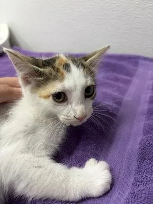 A baby small-sized female Domestic Short Hair cat named Helena for adoption in West Chester, PA
