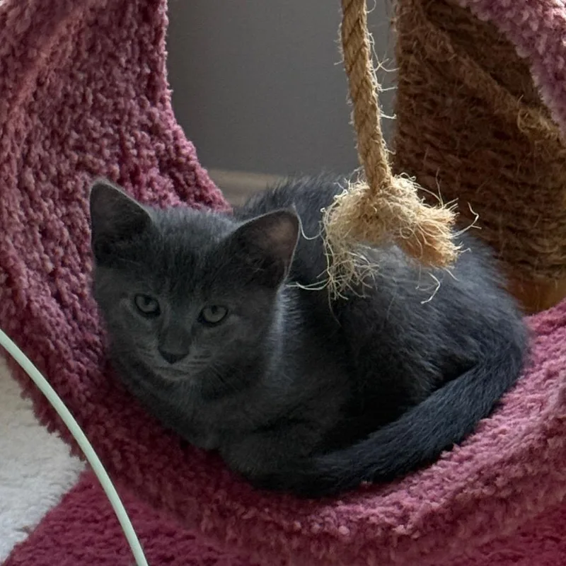 A baby small-sized male Gray / Blue / Silver Domestic Short Hair cat named Teddy for adoption in Germantown, MD